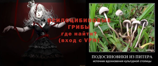 ГАЛЛЮЦИНОГЕННЫЕ ГРИБЫ Аркадак